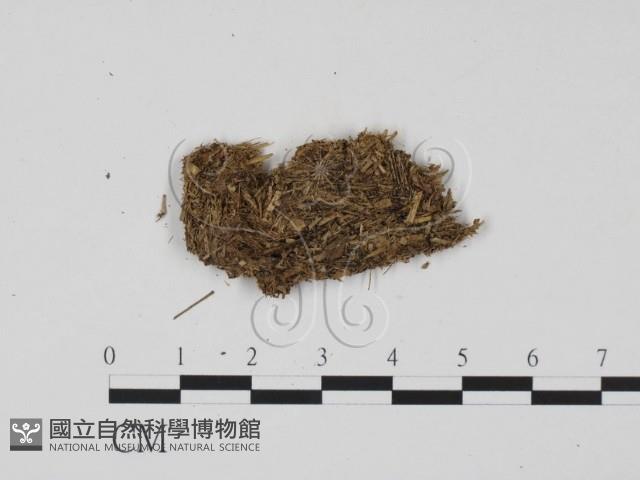 登錄號:F0011583藏品圖，第1張
