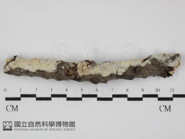 登錄號:F0031583藏品圖，第1張