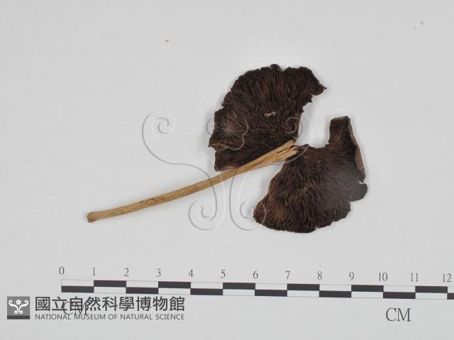 登錄號:F0024583藏品圖，第1張
