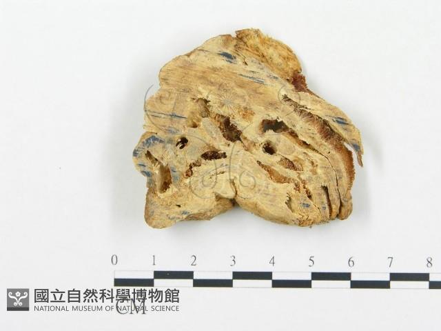 登錄號:F0004583藏品圖，第1張