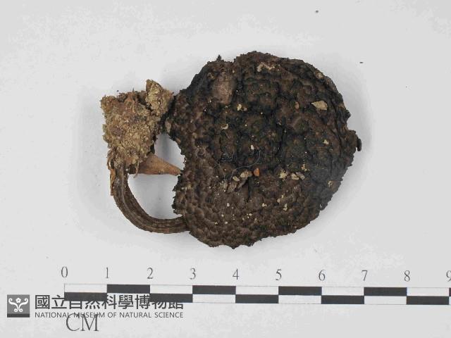 登錄號:F0014583藏品圖，第1張