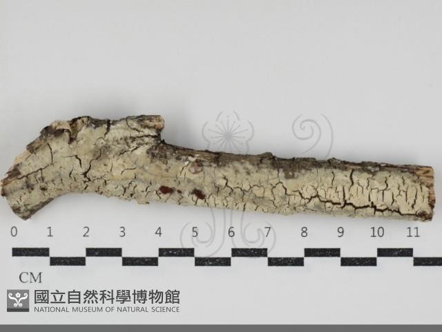 登錄號:F0034583藏品圖，第1張