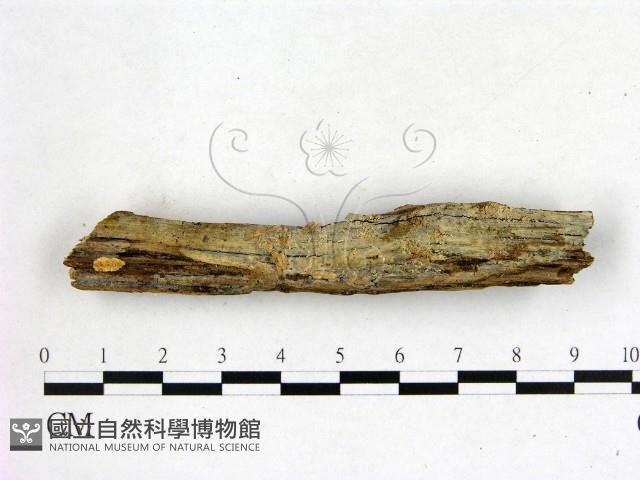 登錄號:F0022583藏品圖，第1張