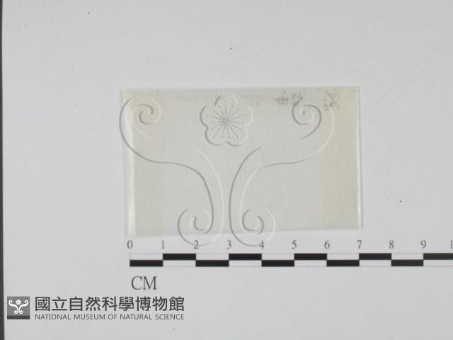 登錄號:F0002583藏品圖，第1張
