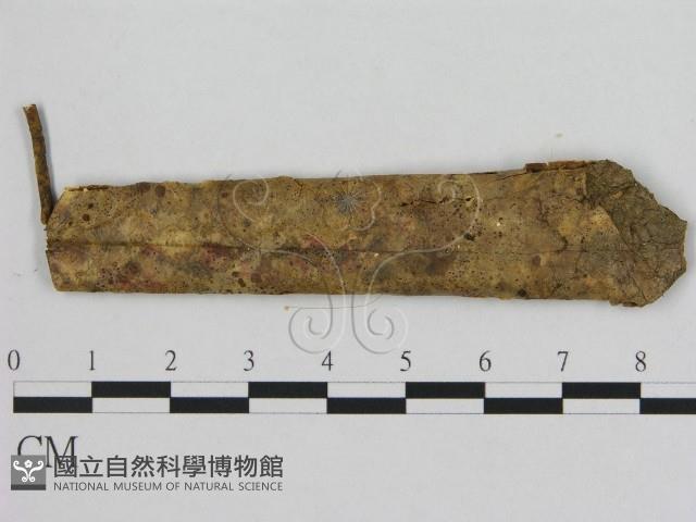 小皮傘屬藏品圖，第1張