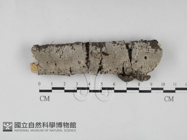 登錄號:F0027583藏品圖，第1張