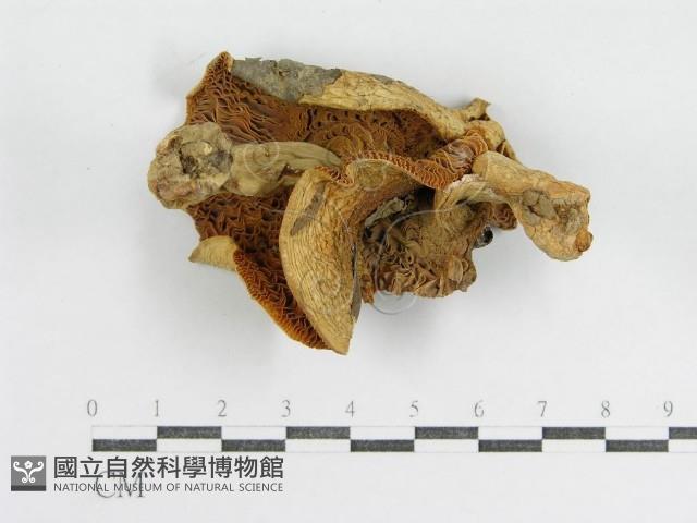 登錄號:F0007583藏品圖，第1張