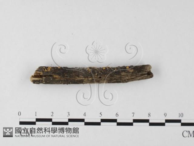 登錄號:F0025583藏品圖，第1張