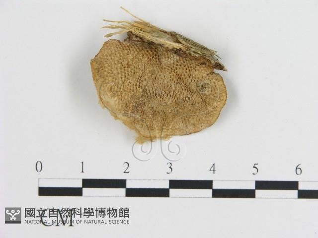 登錄號:F0005583藏品圖，第1張