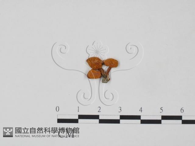 登錄號:F0015583藏品圖，第1張