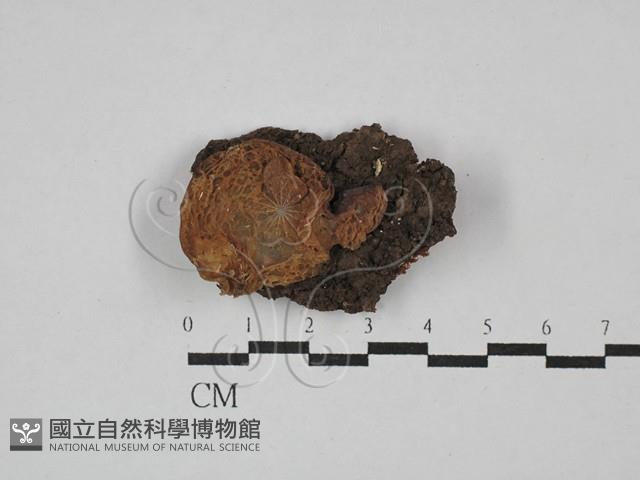 皺木耳藏品圖，第1張