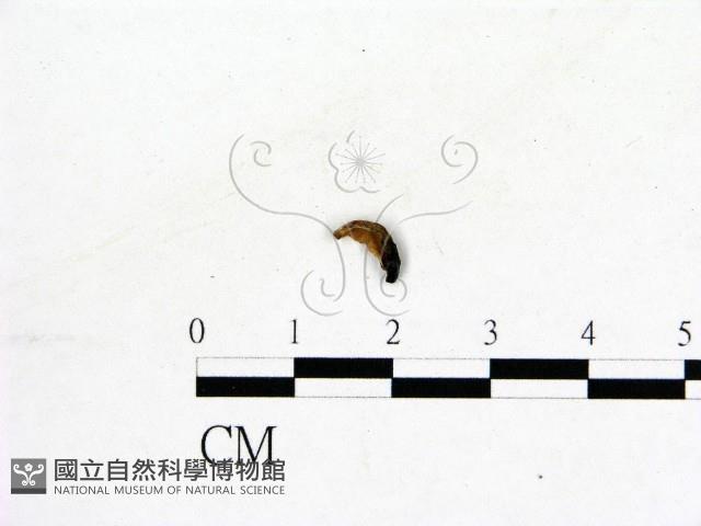 登錄號:F0019583藏品圖，第1張