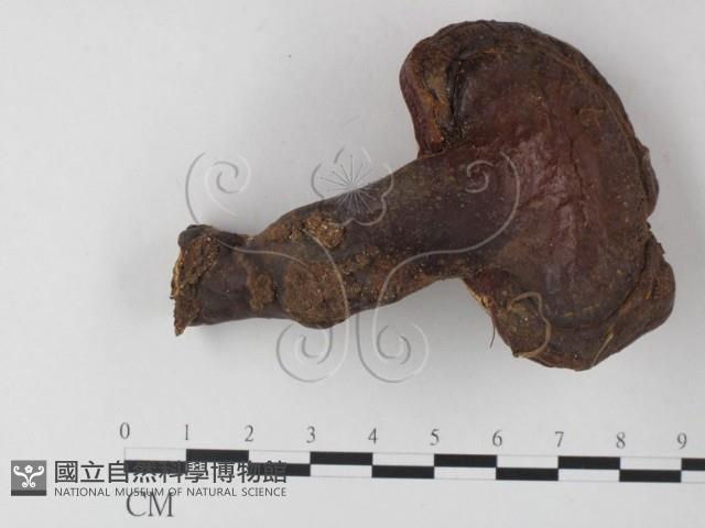 登錄號:F0023583藏品圖，第1張