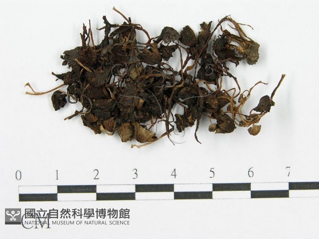 登錄號:F0003583藏品圖，第1張