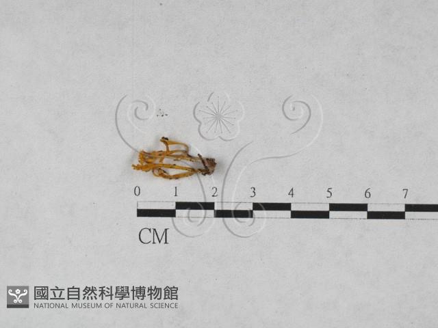 登錄號:F0028183藏品圖，第1張