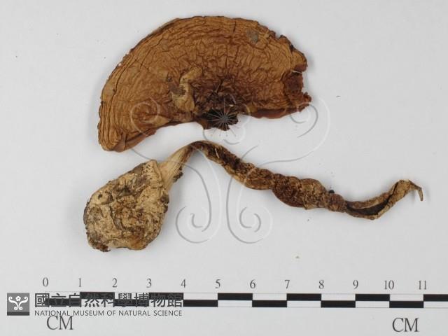 登錄號:F0008183藏品圖，第1張