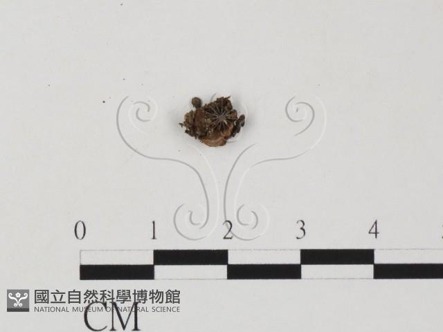 登錄號:F0020183藏品圖，第1張
