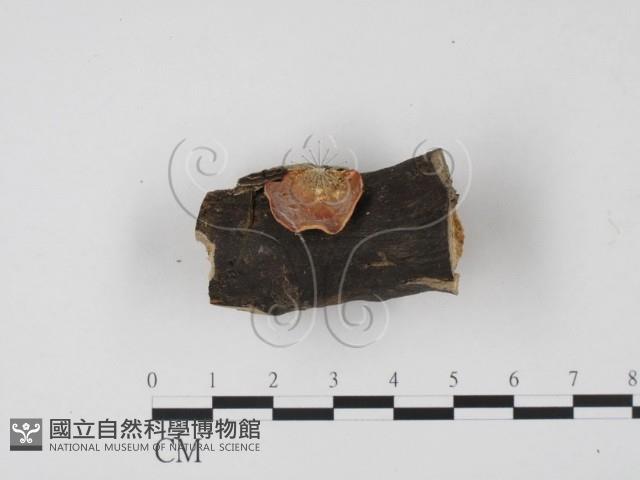 登錄號:F0010183藏品圖，第1張