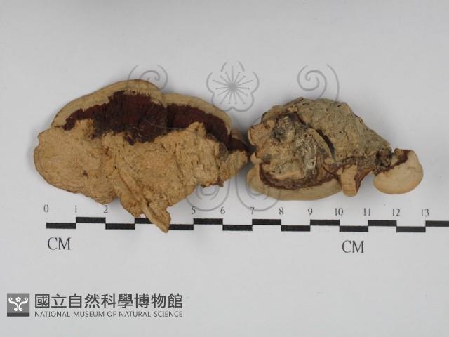 登錄號:F0030183藏品圖，第1張