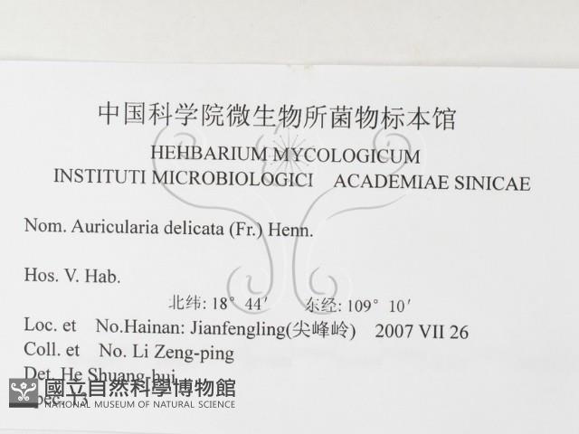 皺木耳藏品圖，第3張