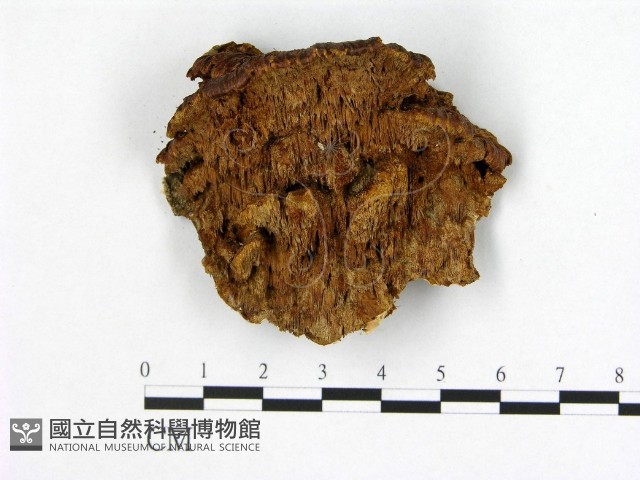 登錄號:F0006183藏品圖，第1張