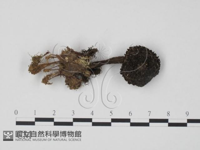 登錄號:F0016183藏品圖，第1張