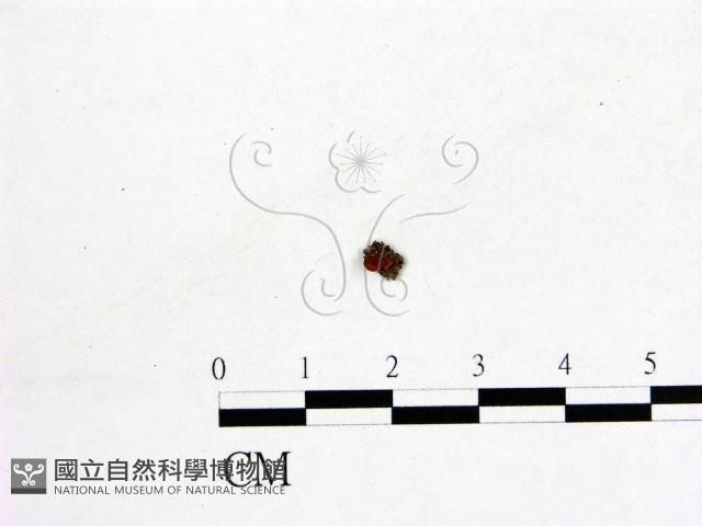 登錄號:F0001183藏品圖，第1張