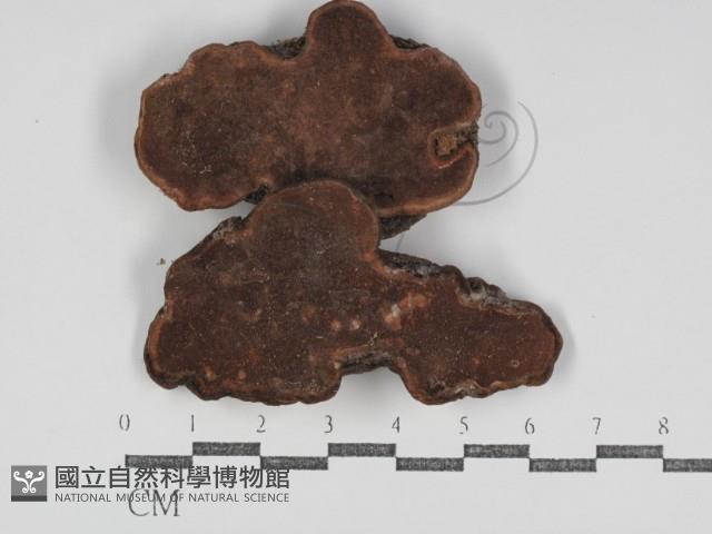 登錄號:F0031183藏品圖，第1張
