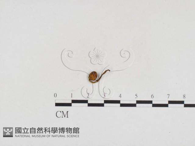 登錄號:F0024183藏品圖，第1張