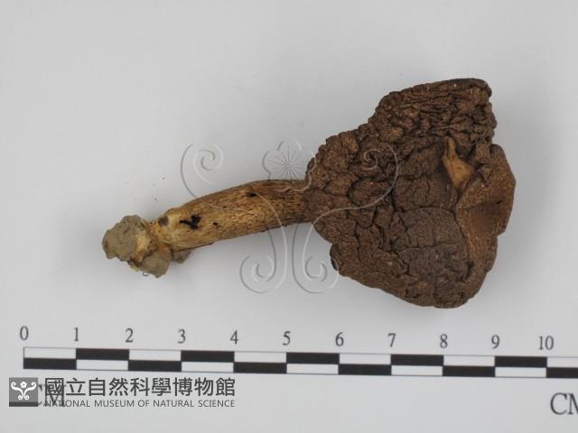 登錄號:F0014183藏品圖，第1張