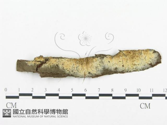 登錄號:F0012183藏品圖，第1張