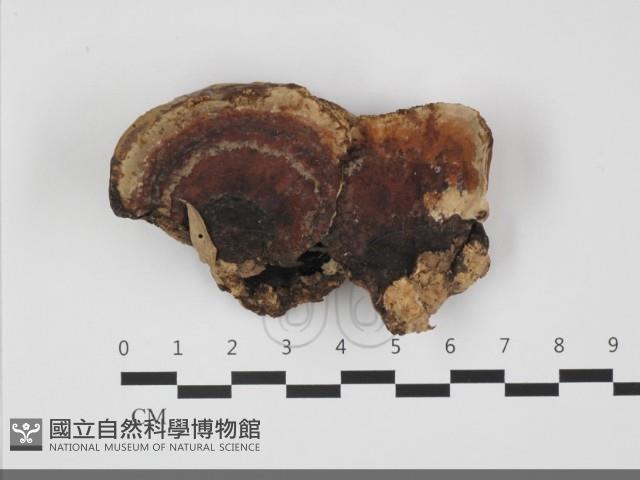 多年臥孔菌屬藏品圖，第1張