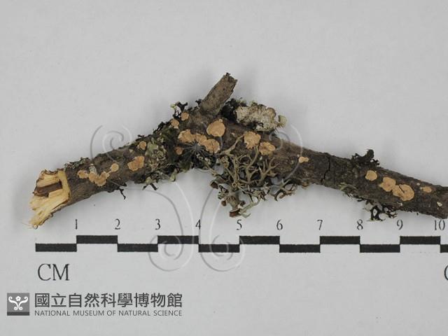 登錄號:F0027183藏品圖，第1張