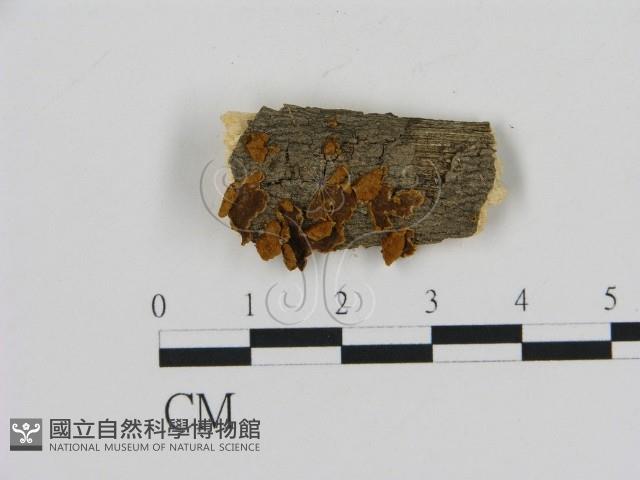 登錄號:F0007183藏品圖，第1張