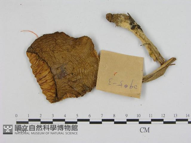 登錄號:F0017183藏品圖，第1張