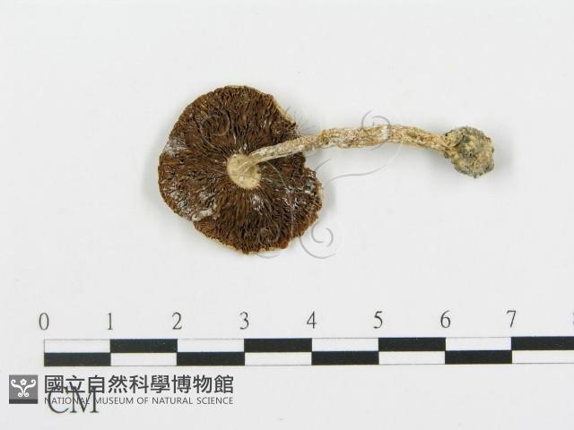 四孢蘑菇藏品圖，第1張