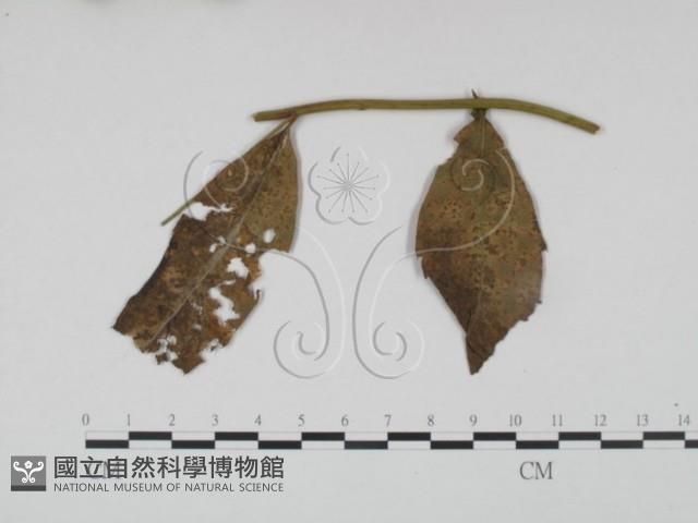 館號:F0019183藏品圖，第1張