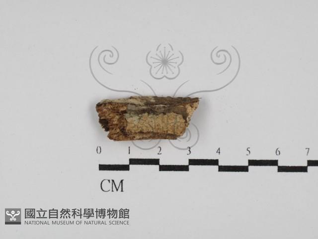 登錄號:F0003183藏品圖，第1張