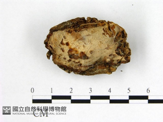登錄號:F0008083藏品圖，第1張