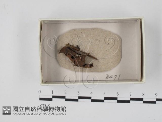 登錄號:F0018083藏品圖，第1張