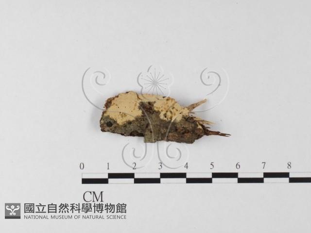 登錄號:F0020083藏品圖，第1張