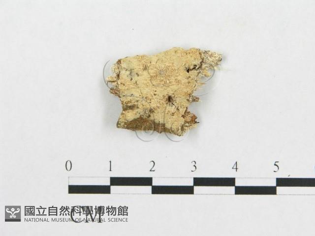 登錄號:F0000083藏品圖，第1張