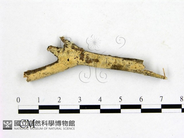 顯絲菌屬藏品圖，第1張