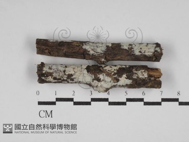 刺皮菌屬藏品圖，第1張