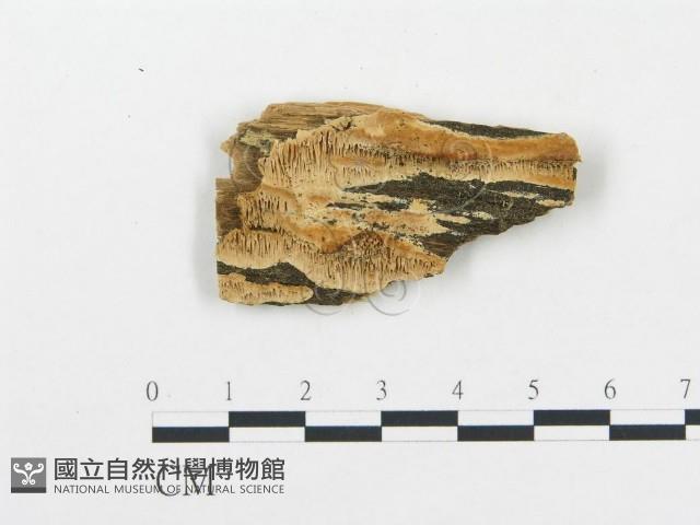 登錄號:F0006083藏品圖，第1張