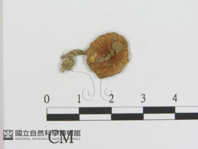 登錄號:F0016083藏品圖，第1張