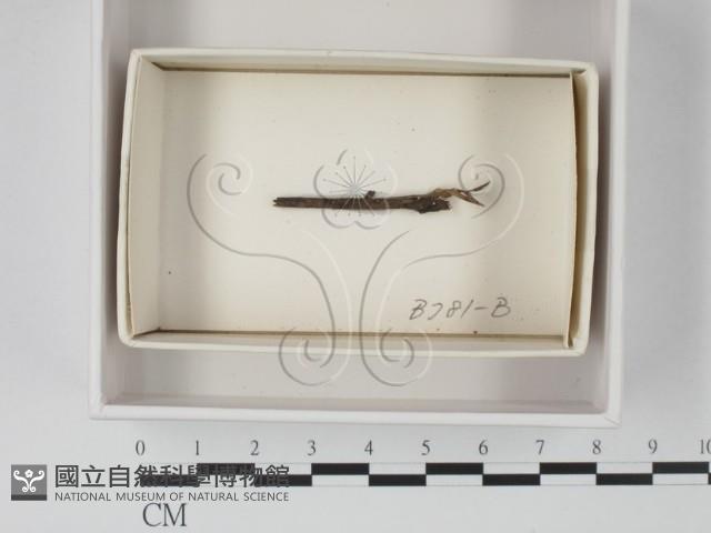 登錄號:F0021083藏品圖，第1張