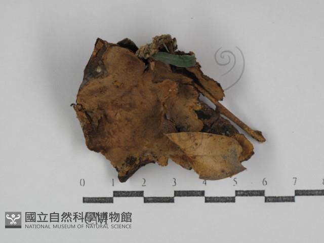 登錄號:F0031083藏品圖，第1張