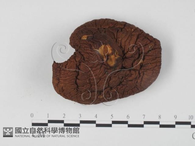 登錄號:F0024083藏品圖，第1張