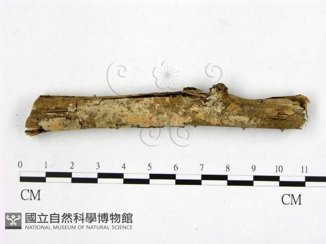 顯絲菌屬藏品圖，第1張